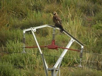 Avifauna Castilla La Mancha